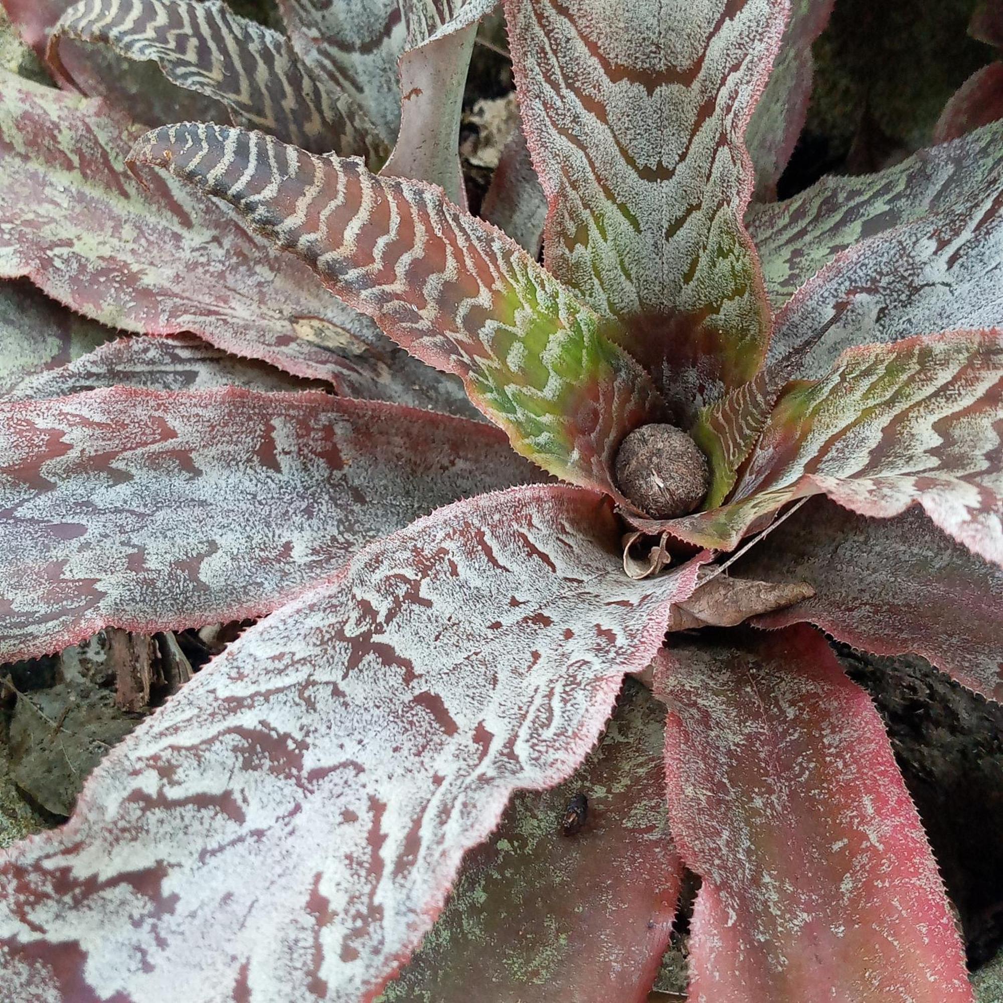 Cinnabar 3* Тангалла